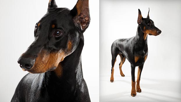 Doberman Pinscher - Dog Breed photo 