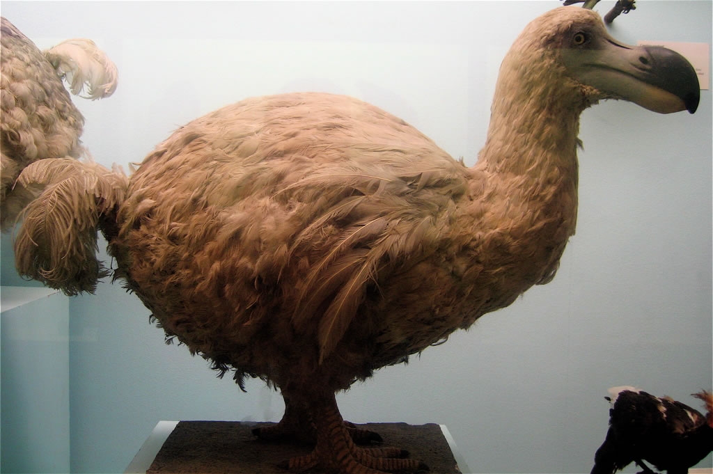 Dodo