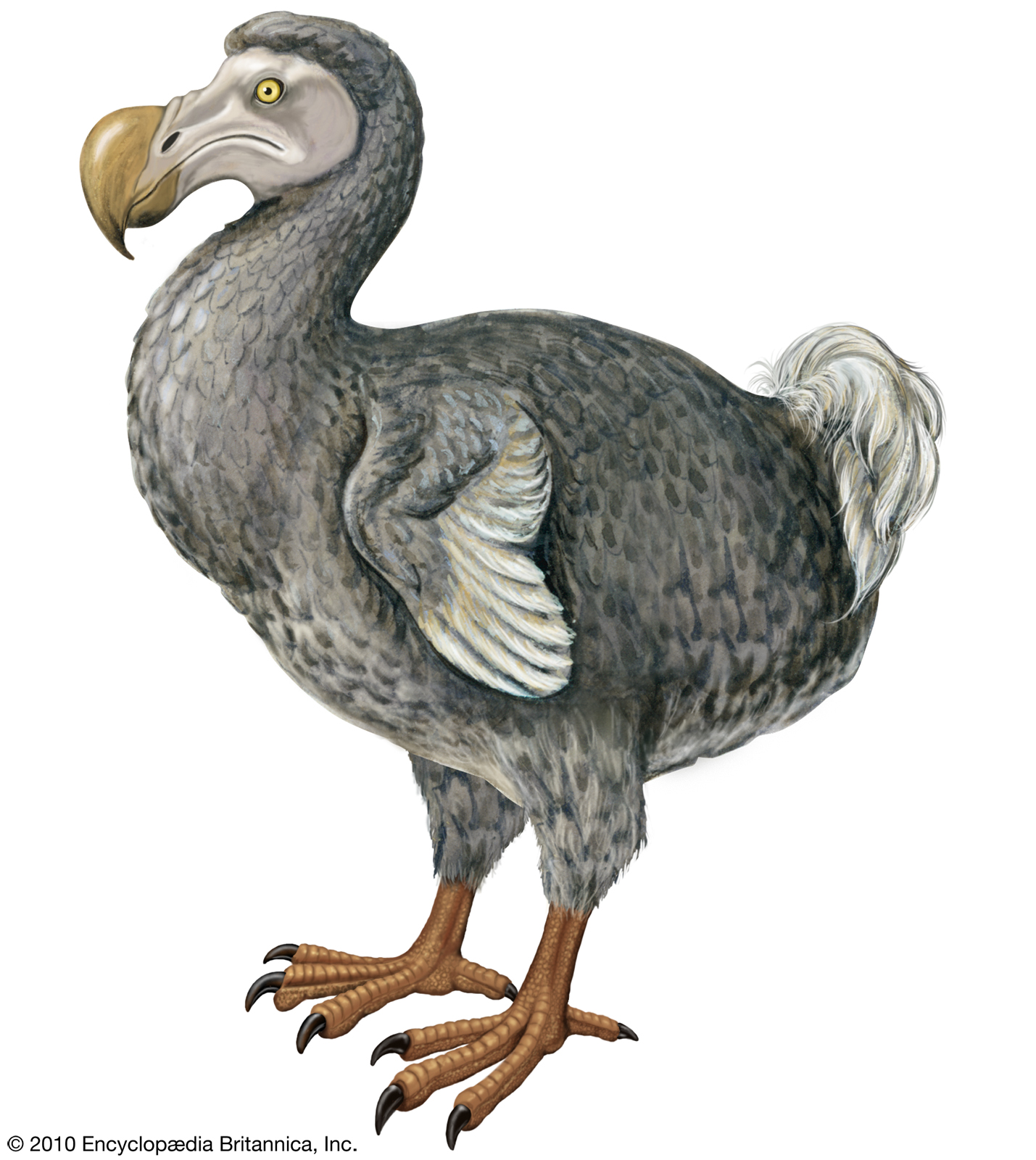 Pretty Dodo