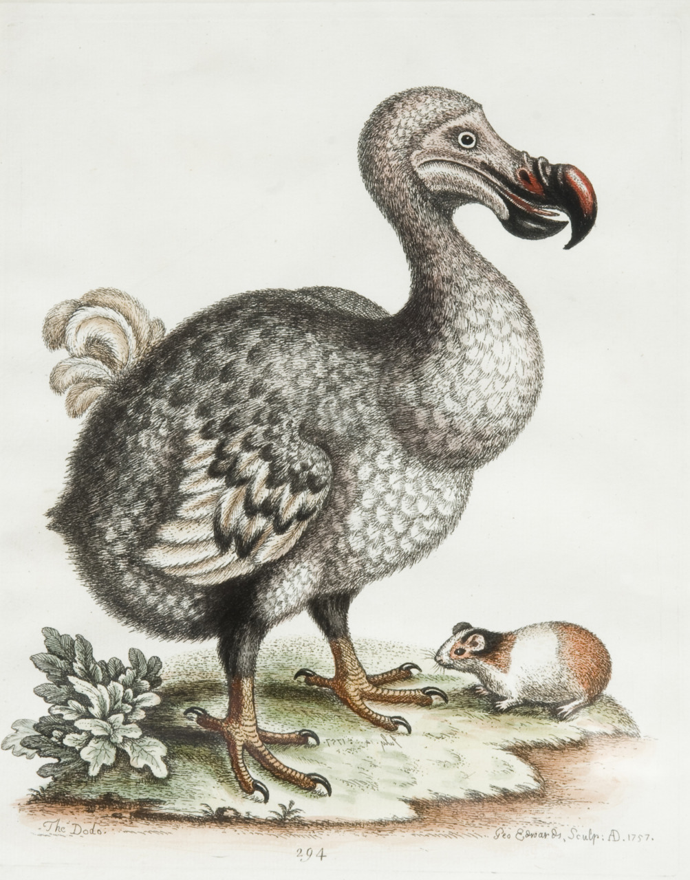 Pretty Dodo
