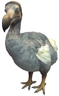 Pretty Dodo