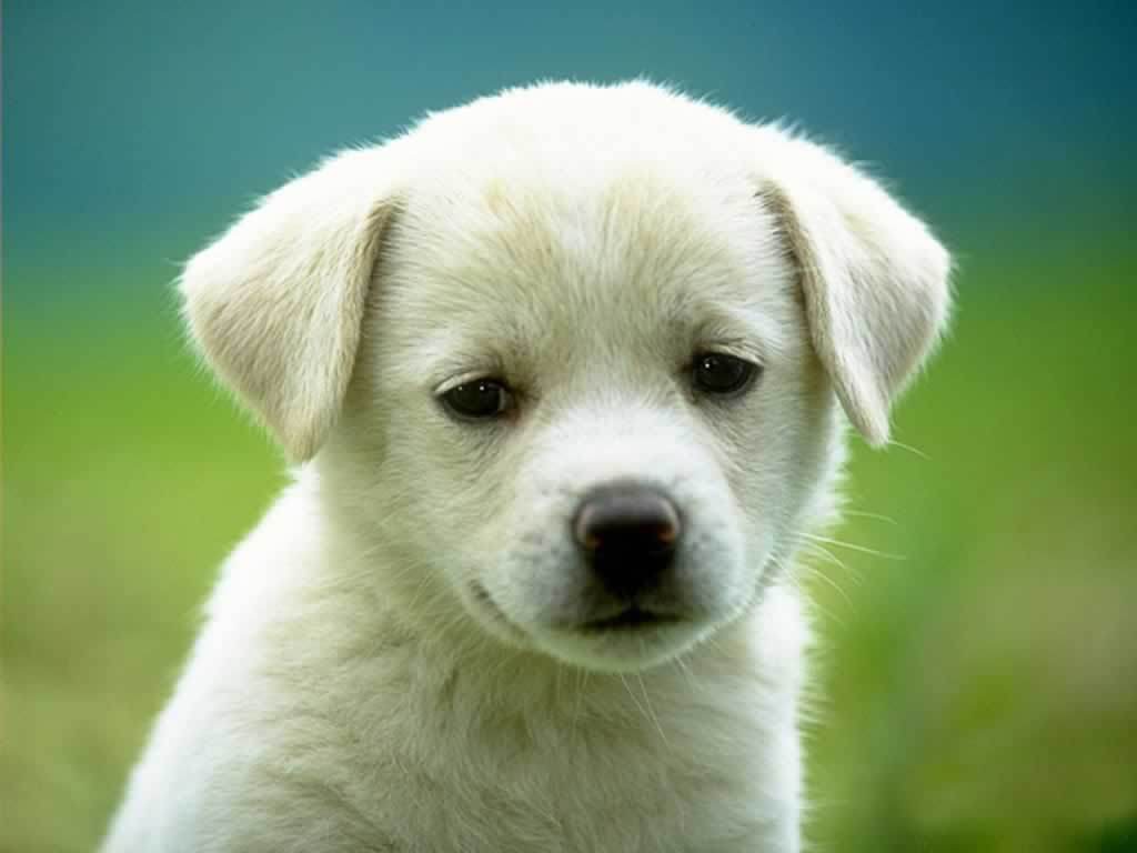 Cute Dog