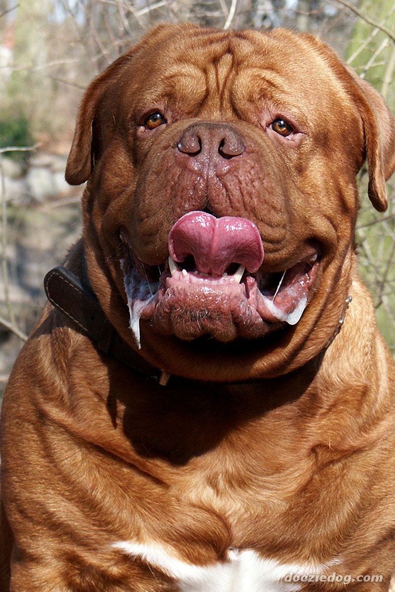 Nice Dogue de Bordeaux - Dog Breed