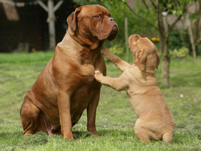 Cool Dogue de Bordeaux - Dog Breed