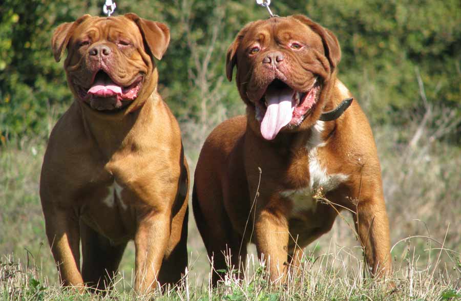 Wallpaper Dogue de Bordeaux - Dog Breed