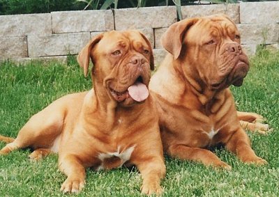 Photo Dogue de Bordeaux - Dog Breed