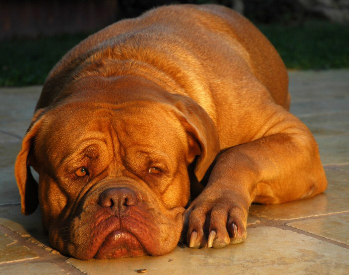 Dogue de Bordeaux - Dog Breed photo 
