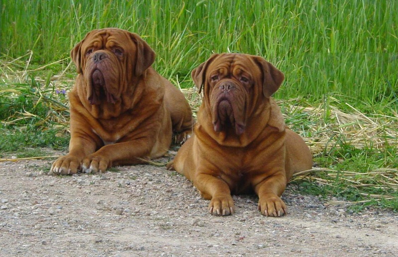 Dogue de Bordeaux - Dog Breed wallpaper