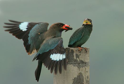 Dollarbird