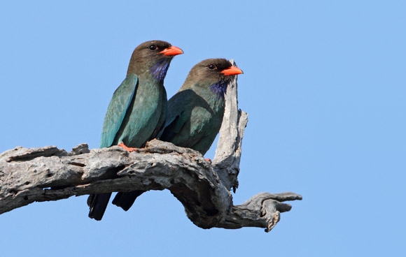 Pretty Dollarbird