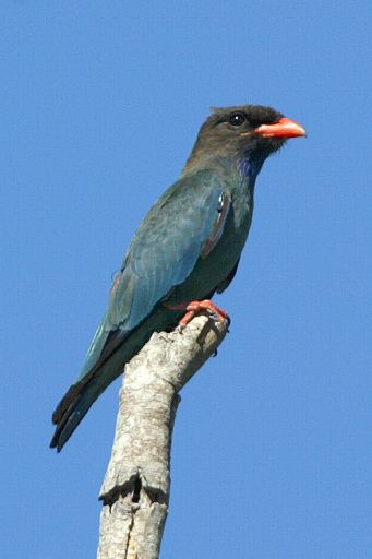 Pretty Dollarbird