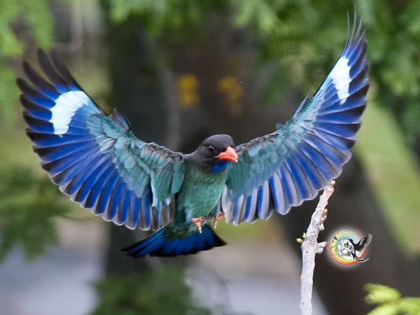 Pretty Dollarbird