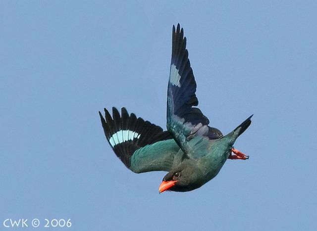 Pretty Dollarbird