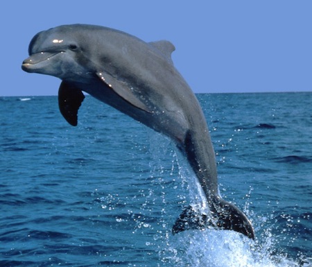 Nice Dolphins, porpoises, and other toothed whales