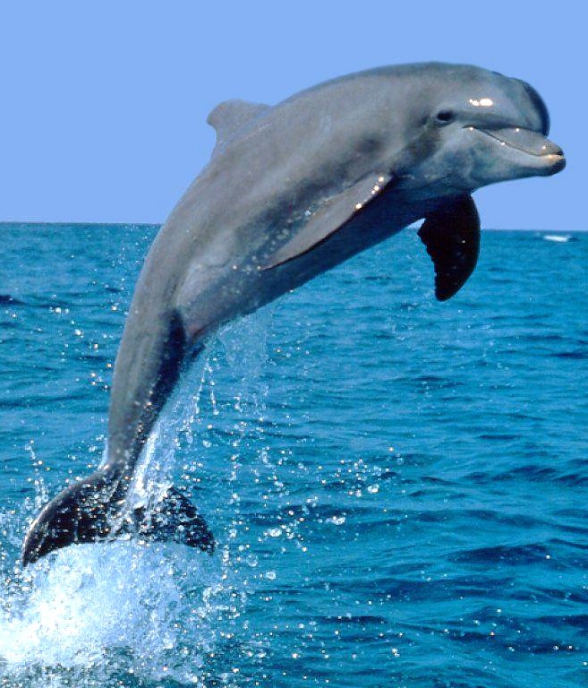 Cool Dolphins, porpoises, and other toothed whales
