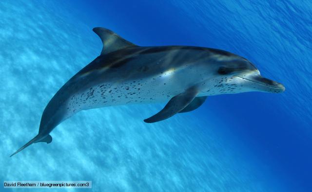 Wallpaper Dolphins, porpoises, and other toothed whales