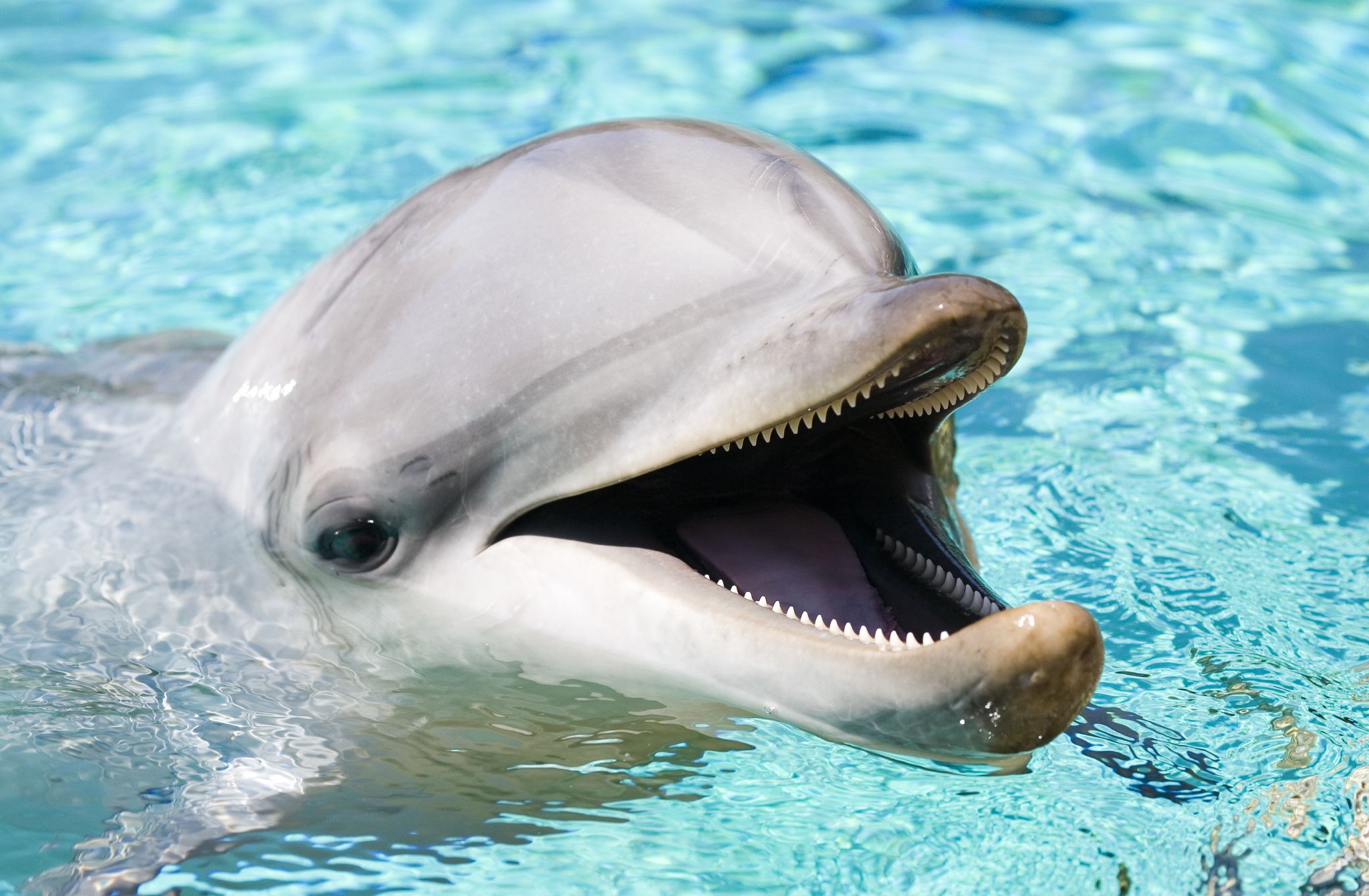 Photo Dolphins, porpoises, and other toothed whales
