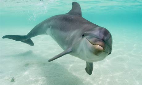 Dolphins, porpoises, and other toothed whales photo 
