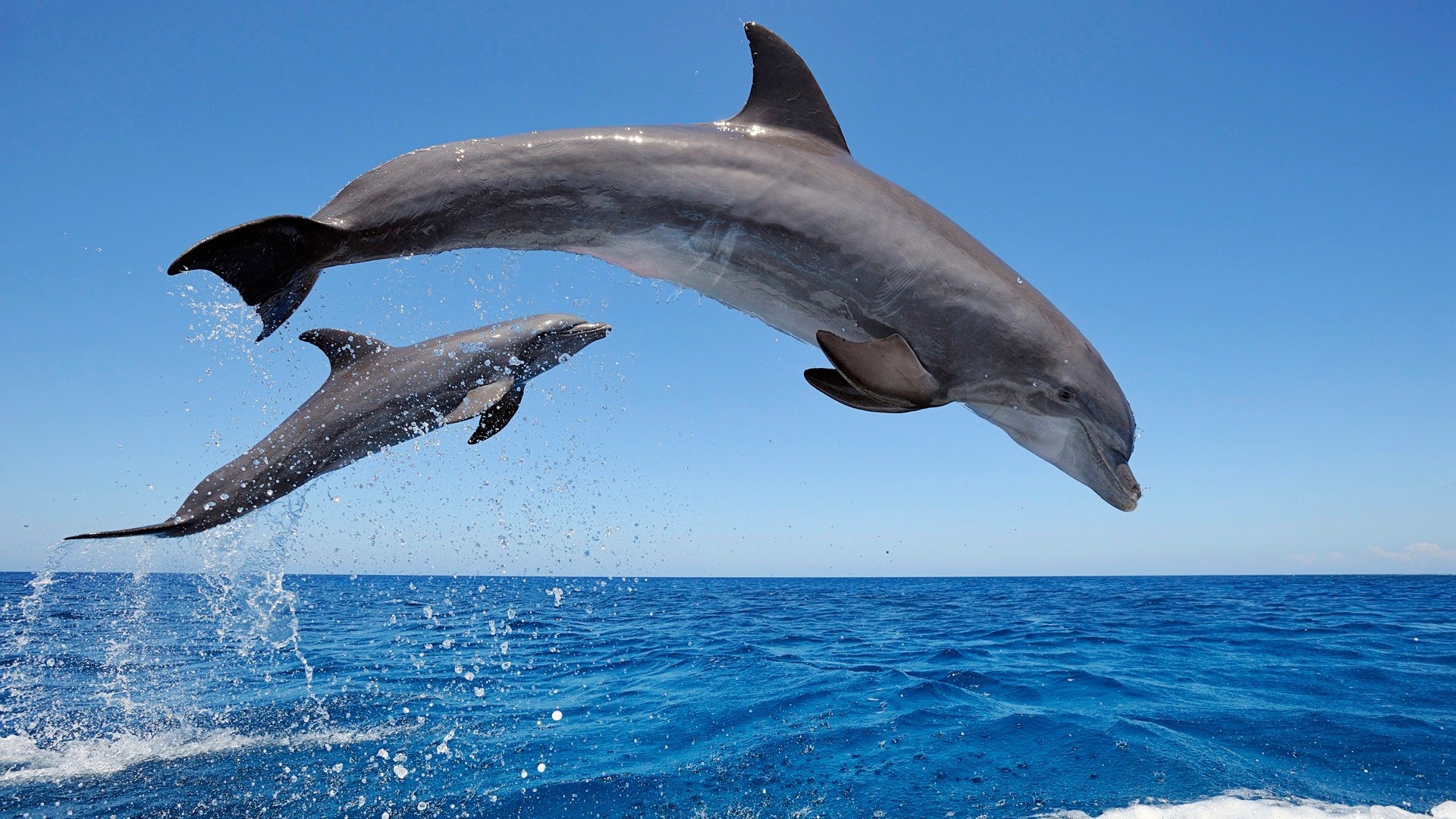Dolphins, porpoises, and other toothed whales wallpaper