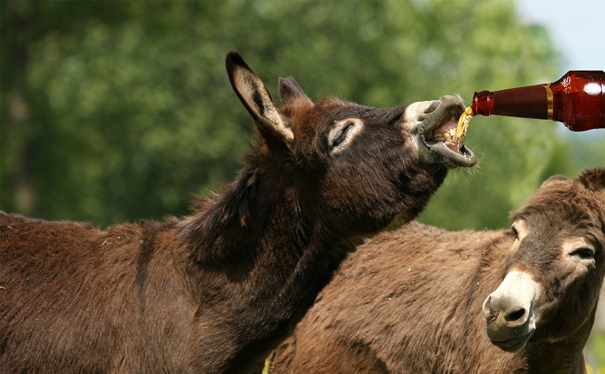 Pretty Donkey