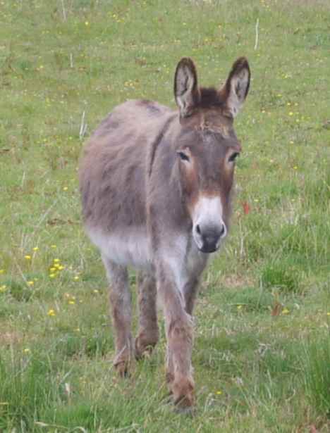 Cute Donkey