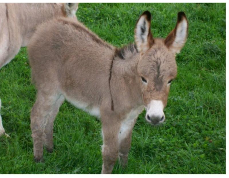 Wallpaper Donkey