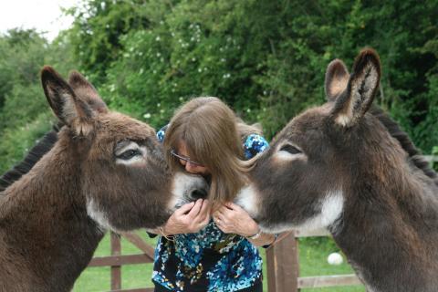 Donkey photo 