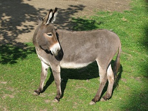 Donkey wallpaper