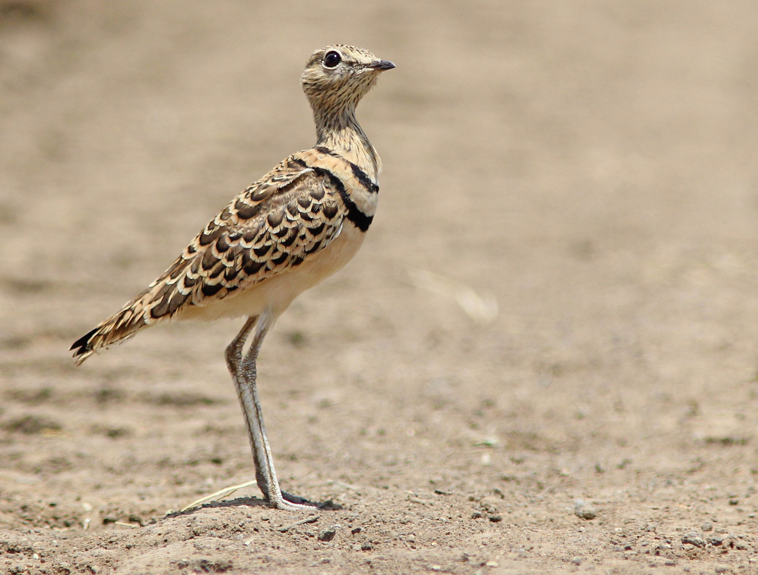 Pretty Double-banded courser