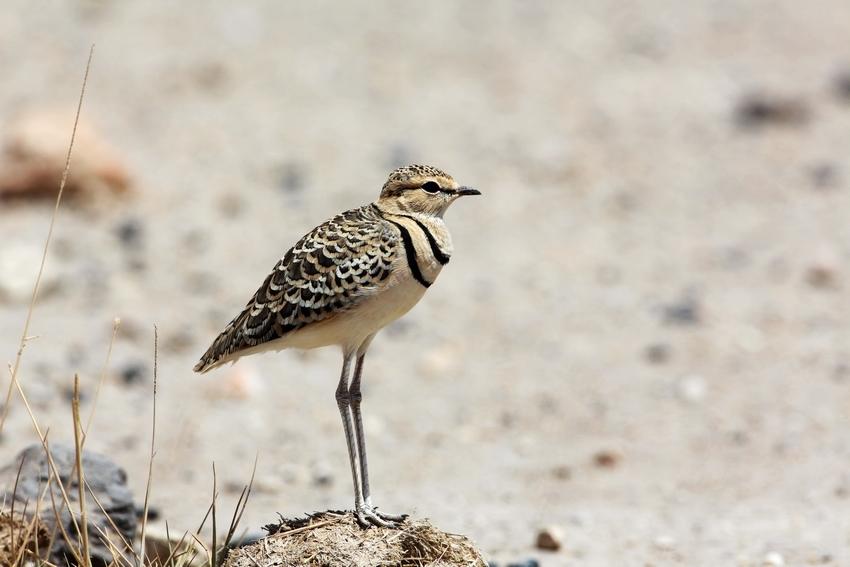 Pretty Double-banded courser
