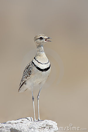 Pretty Double-banded courser