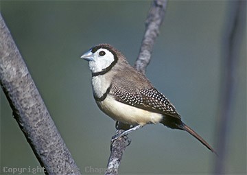 Pretty Double-barred finch
