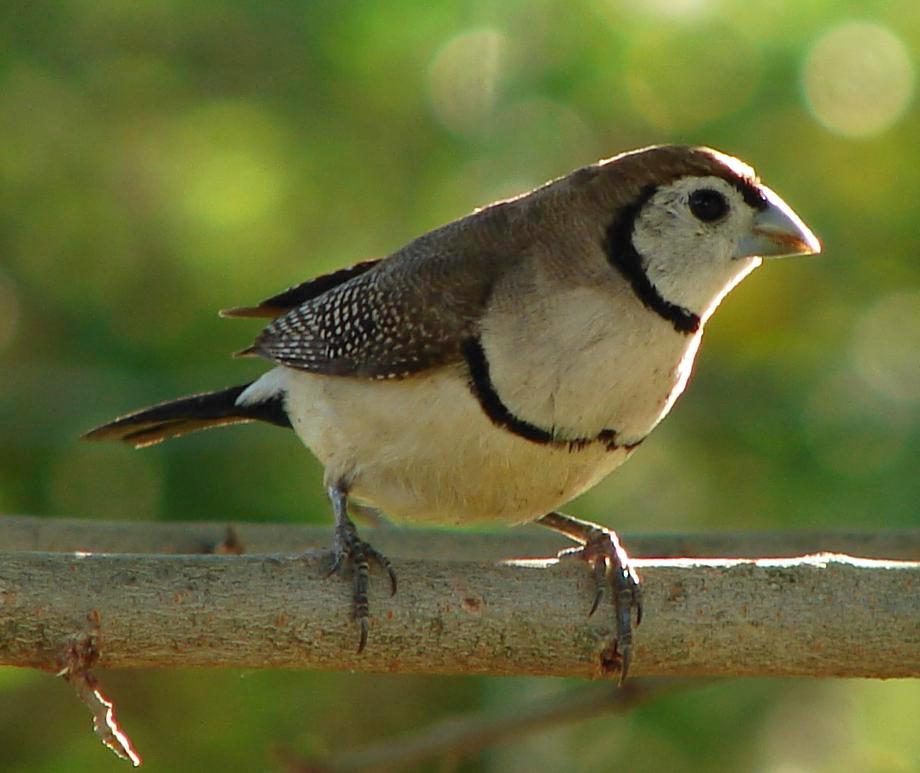 Pretty Double-barred finch