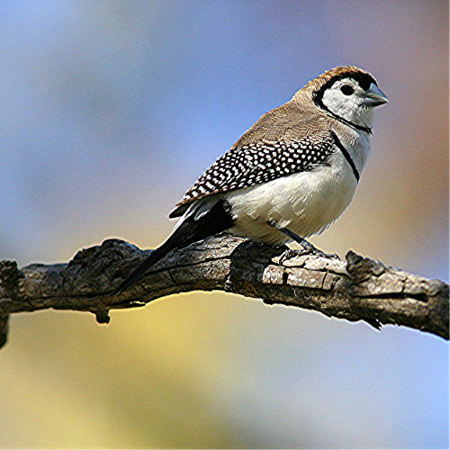 Pretty Double-barred finch