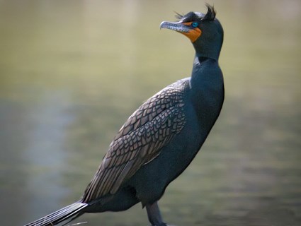 Double-crested cormorant