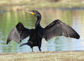 Pretty Double-crested cormorant