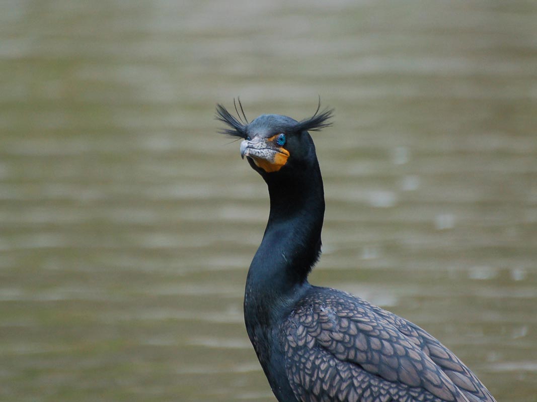 Pretty Double-crested cormorant