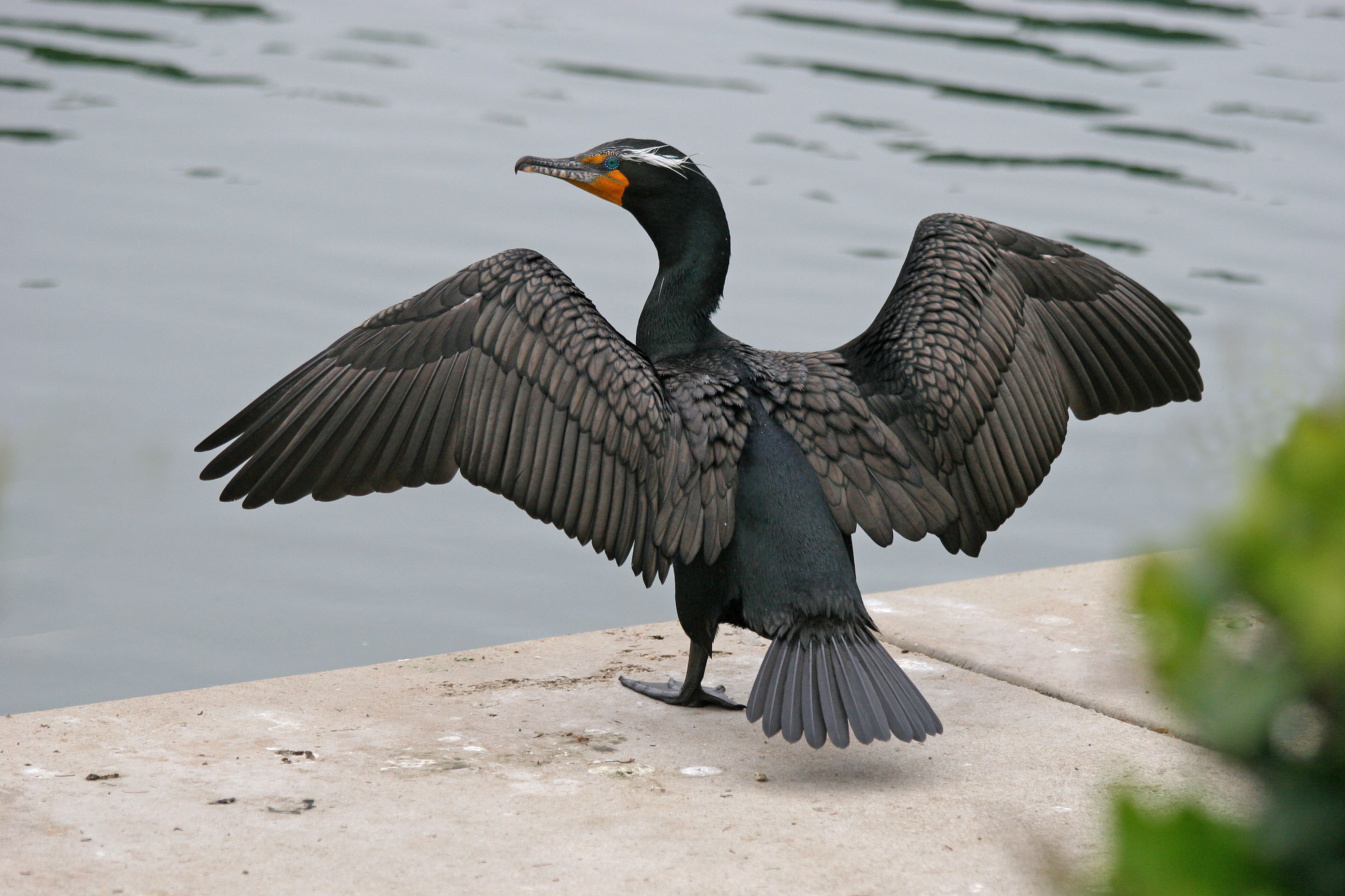Pretty Double-crested cormorant