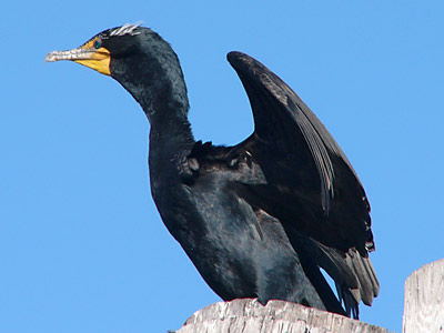 Pretty Double-crested cormorant