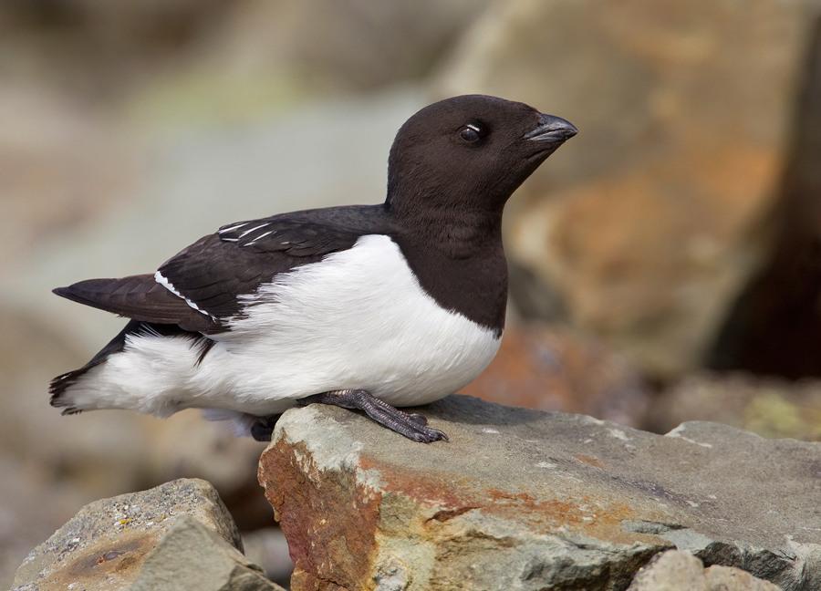 Dovekie