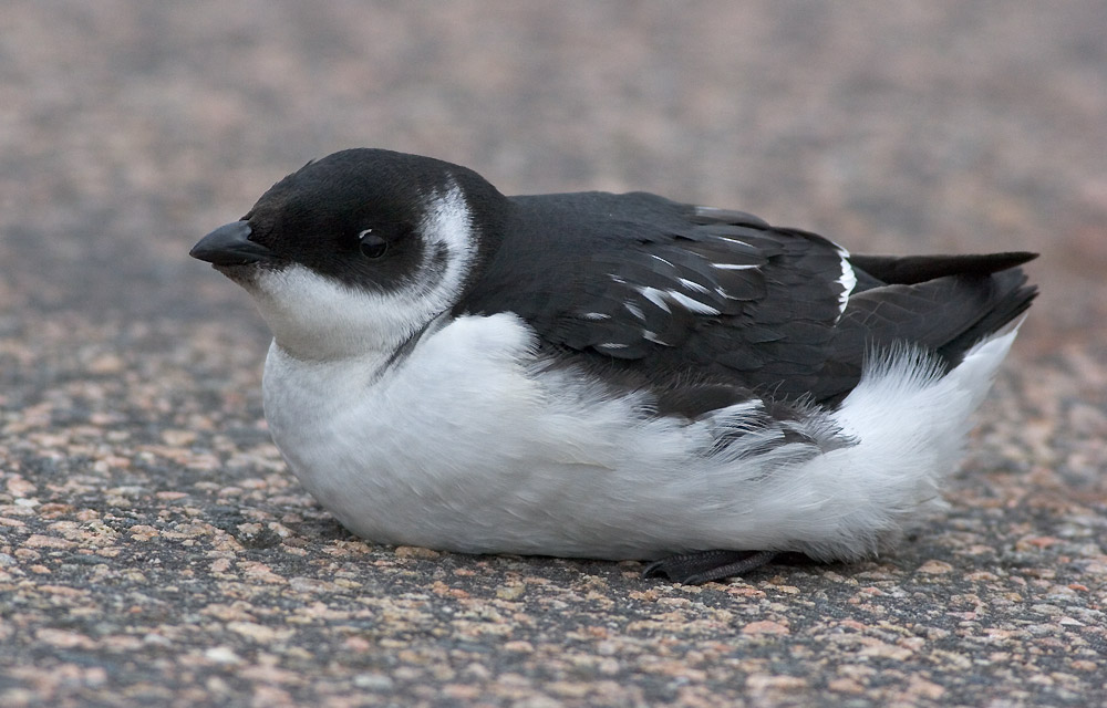 Pretty Dovekie