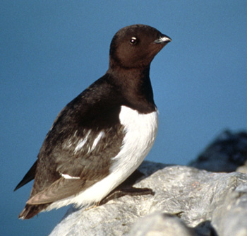 Pretty Dovekie