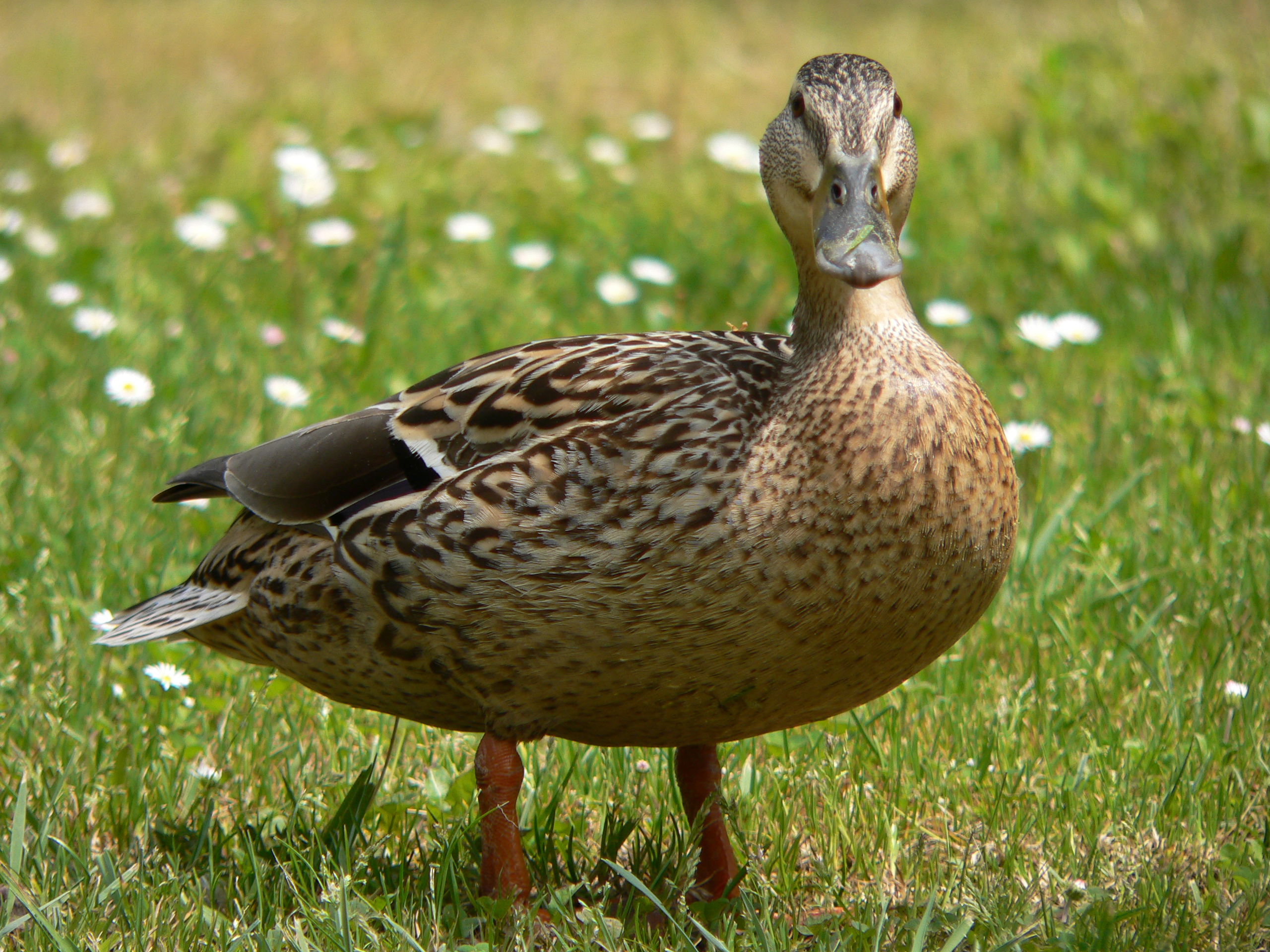 Nice Duck