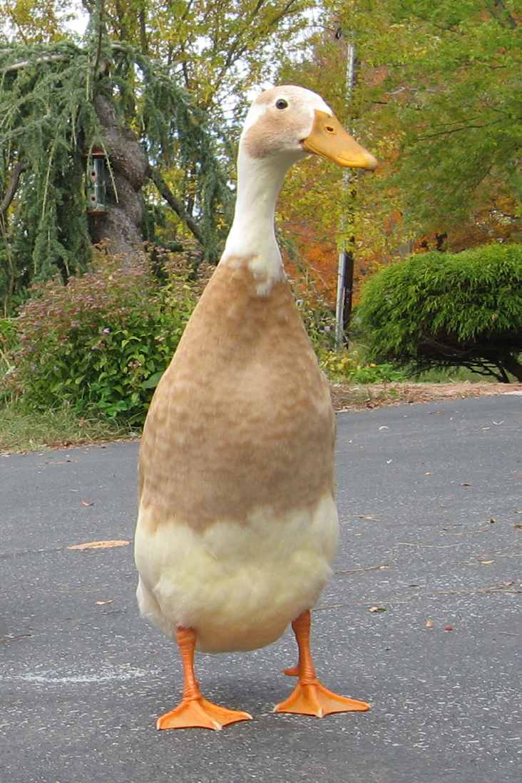 Cute Duck
