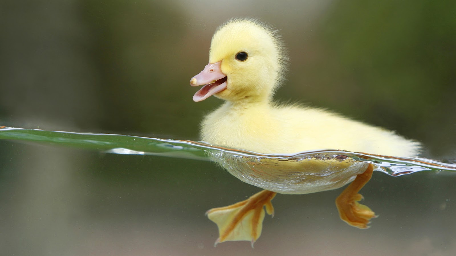 Wallpaper Duck