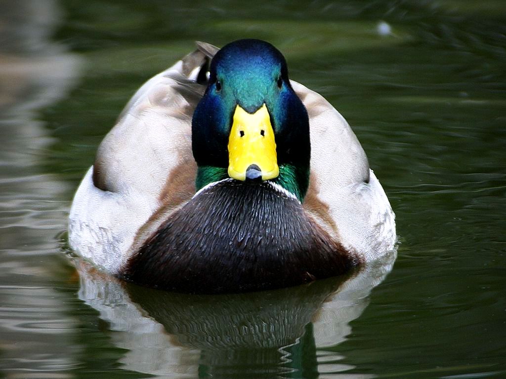 Photo Duck