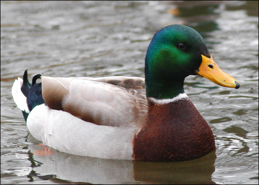 Duck photo 