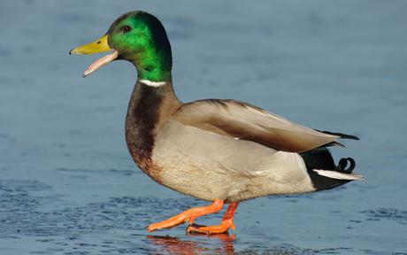 Duck wallpaper