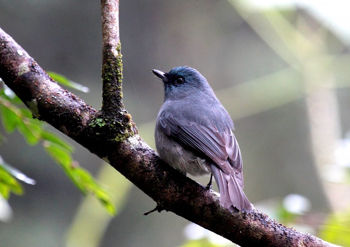 Dull-blue flycatcher