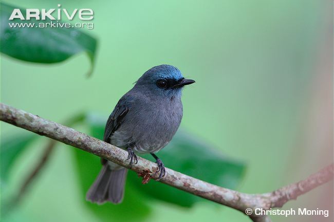 Pretty Dull-blue flycatcher